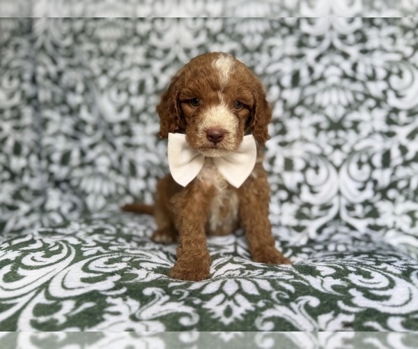 Medium Photo #7 Cockapoo (Miniature) Puppy For Sale in LAKELAND, FL, USA