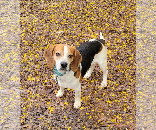 Medium Photo #1 Beagle Puppy For Sale in Las Vegas, NV, USA