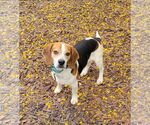 Small Beagle