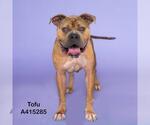 Small American Bulldog Mix