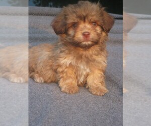 Havanese Puppy for sale in WILSON, NY, USA