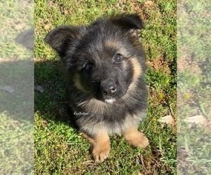 German Shepherd Dog Puppy for Sale in MORRILTON, Arkansas USA