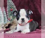 Small Boston Terrier
