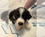 Small #1 Australian Shepherd
