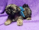 Small Photo #3 Shih Tzu Puppy For Sale in BUFFALO, MO, USA