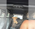 Small #2 Australian Shepherd Mix