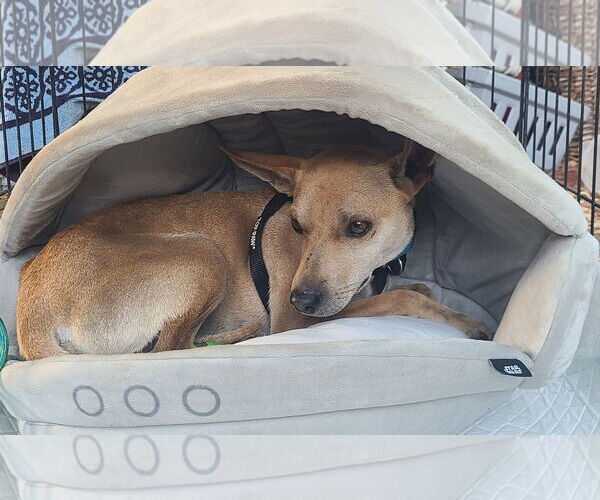 Medium Photo #2 Basenji-Unknown Mix Puppy For Sale in Los Angeles, CA, USA