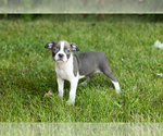 Small #8 Boston Terrier