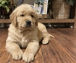 Small Golden Retriever