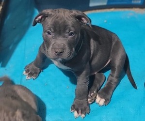 American Bully Dog for Adoption in GLEN BURNIE, Maryland USA