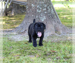 Small Photo #2 Cane Corso Puppy For Sale in ABERDEEN, MS, USA