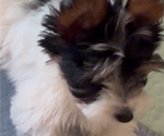 Small #3 Yorkshire Terrier
