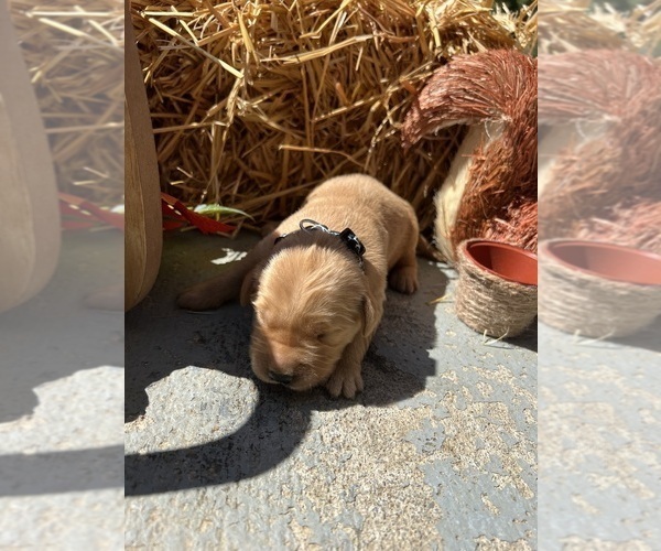 Medium Photo #6 Golden Retriever Puppy For Sale in NEOLA, WV, USA
