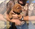 Small Photo #5 Labrador Retriever Puppy For Sale in EMPORIA, KS, USA