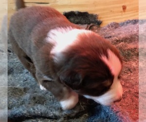 Australian Shepherd Puppy for sale in VERMONTVILLE, MI, USA