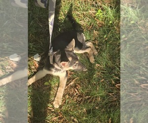 German Shepherd Dog Puppy for sale in MECHANICSVILLE, VA, USA