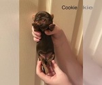 Small #1 Shorkie Tzu