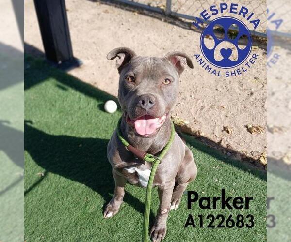 Medium Photo #1 Mutt Puppy For Sale in HESPERIA, CA, USA