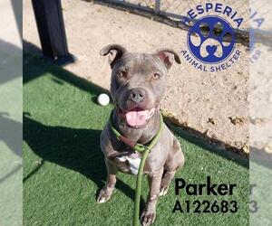 Mutt Dogs for adoption in HESPERIA, CA, USA