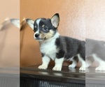 Small #6 Pembroke Welsh Corgi