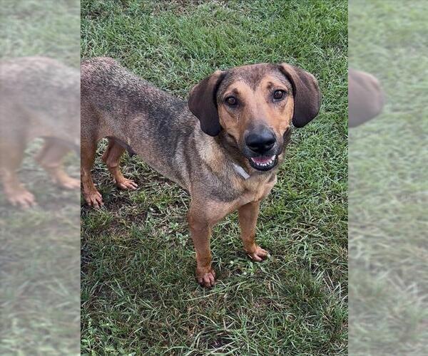 Medium Photo #2 Bloodhound-Unknown Mix Puppy For Sale in Conroe, TX, USA