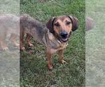 Small #1 Bloodhound Mix