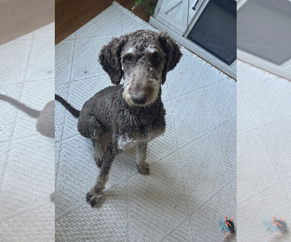 Medium Photo #4 Labrador Retriever-Unknown Mix Puppy For Sale in New York, NY, USA