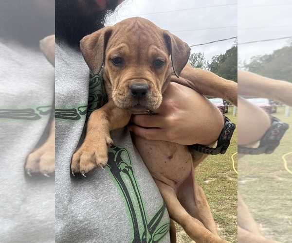 Medium Photo #6 Olde English Bulldogge Puppy For Sale in SAXE, VA, USA