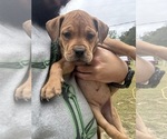 Small #5 Olde English Bulldogge