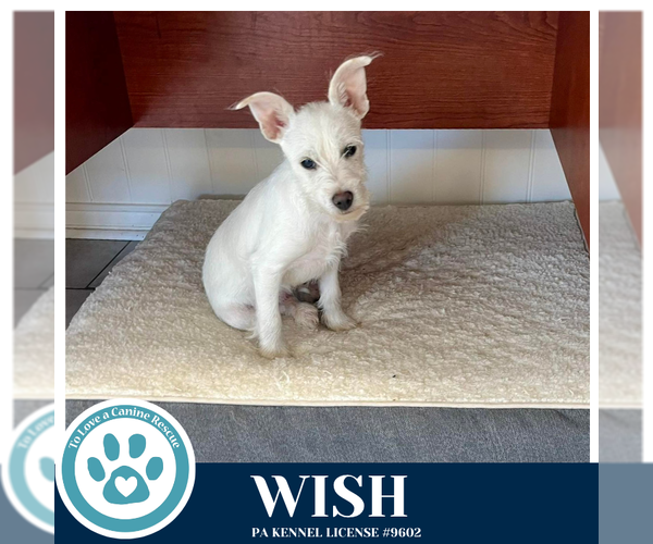 Medium Photo #5 Chihuahua-Unknown Mix Puppy For Sale in Kimberton, PA, USA