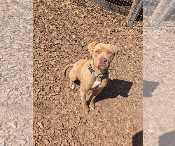 Medium Photo #2 Mutt Puppy For Sale in McCormick, SC, USA