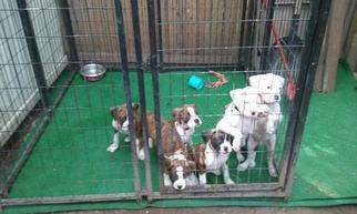 Boxer Puppy for sale in HARRISBURG, PA, USA