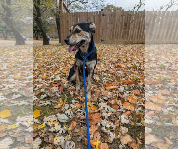 Medium Photo #2 Mutt Puppy For Sale in Munford, TN, USA