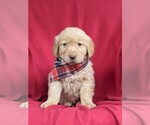 Small Photo #2 Golden Retriever Puppy For Sale in DELTA, PA, USA