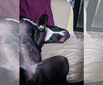 Small #35 American Pit Bull Terrier Mix
