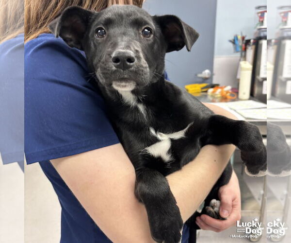 Medium Photo #3 Labrador Retriever-Unknown Mix Puppy For Sale in Washington, DC, USA
