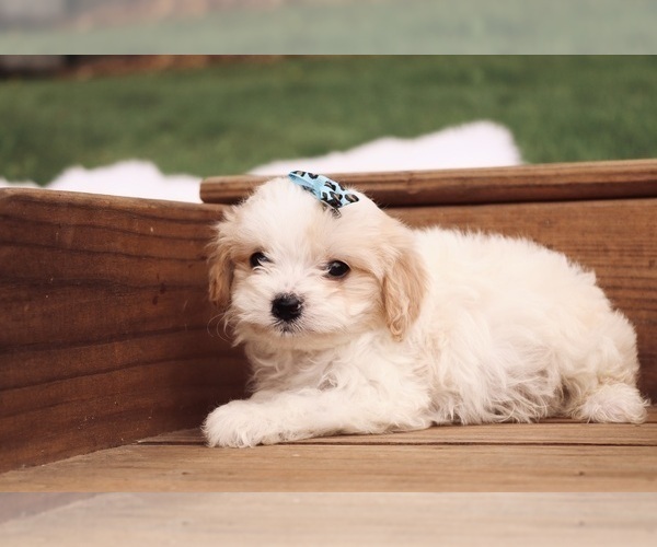 Medium Photo #4 Cavapoo Puppy For Sale in WEST SALEM, OH, USA