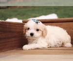 Small #3 Cavapoo