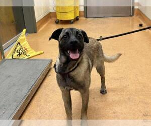 German Shepherd Dog-Unknown Mix Dogs for adoption in Martinez, CA, USA