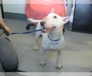 Bull Terrier Dogs for adoption in Big Bear City, CA, USA