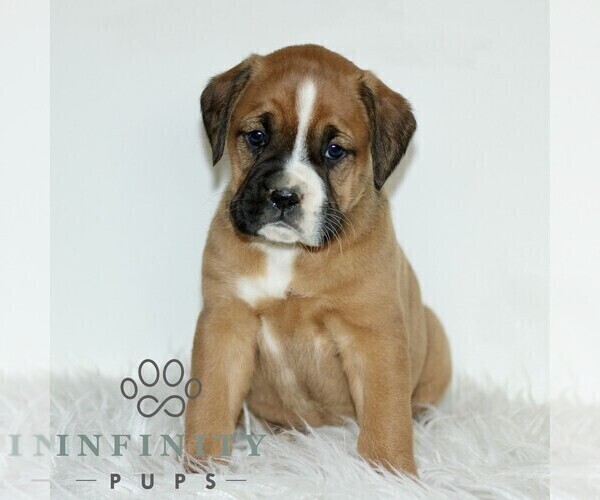 Medium Photo #3 Boxador Puppy For Sale in NEW HOLLAND, PA, USA