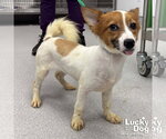 Small #3 Mutt