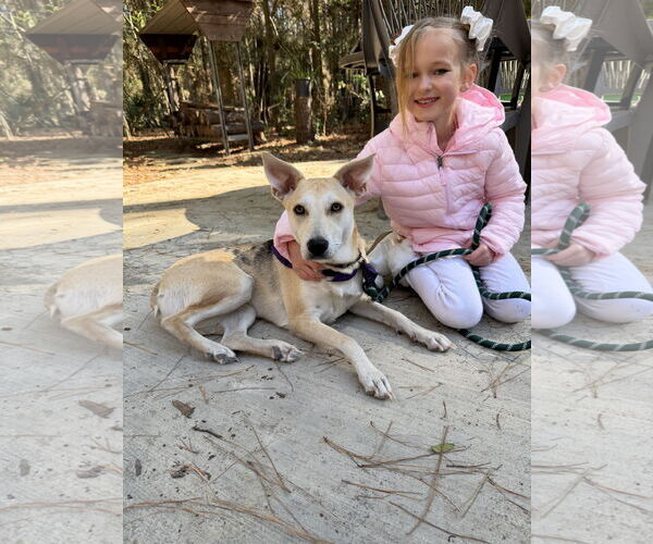 Medium Photo #4 Mutt Puppy For Sale in The Woodlands, TX, USA