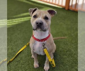 Mutt Dogs for adoption in Las Vegas, NV, USA