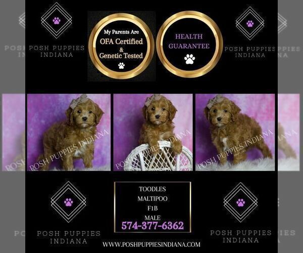 Medium Photo #30 Maltipoo (Miniature) Puppy For Sale in WARSAW, IN, USA