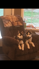 Siberian Husky Puppy for sale in WOODHULL, NY, USA