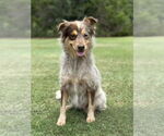 Small #4 Mutt