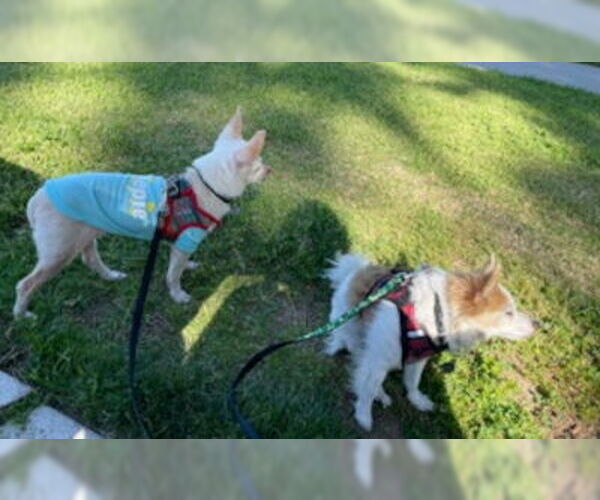 Medium Photo #4 Chihuahua-Unknown Mix Puppy For Sale in Ventura, CA, USA