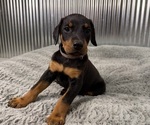 Small #8 Doberman Pinscher