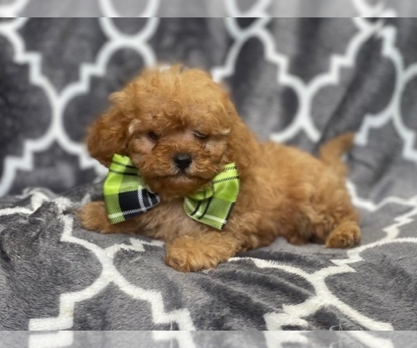 Medium Photo #19 Cavapoo Puppy For Sale in LAKELAND, FL, USA